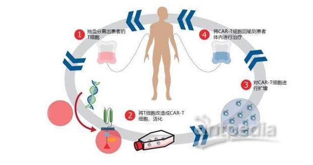 2024生物治疗行业深度分析 生物治疗行业市场规模将持续增长_人保车险   品牌优势——快速了解燃油汽车车险,拥有“如意行”驾乘险，出行更顺畅！