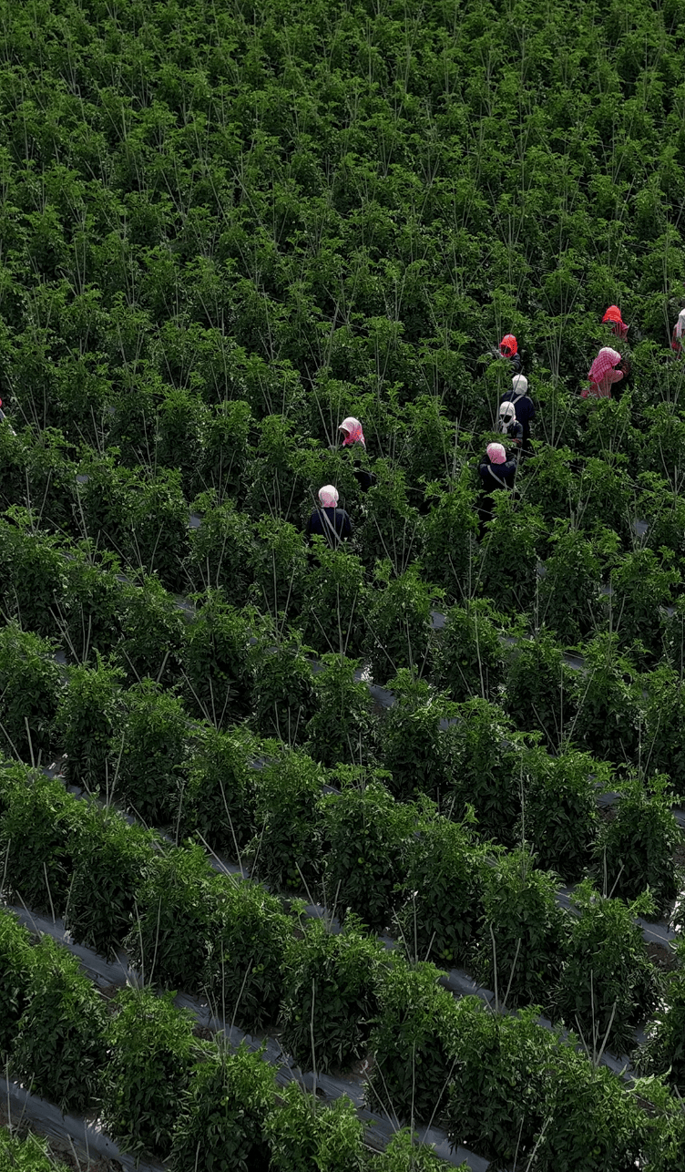 2024节水灌溉行业市场发展现状及市场规模分析_人保车险   品牌优势——快速了解燃油汽车车险,人保财险 