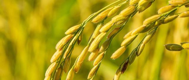 2024年大米淀粉行业市场分析及未来供需趋势预测_人保服务 ,人保车险