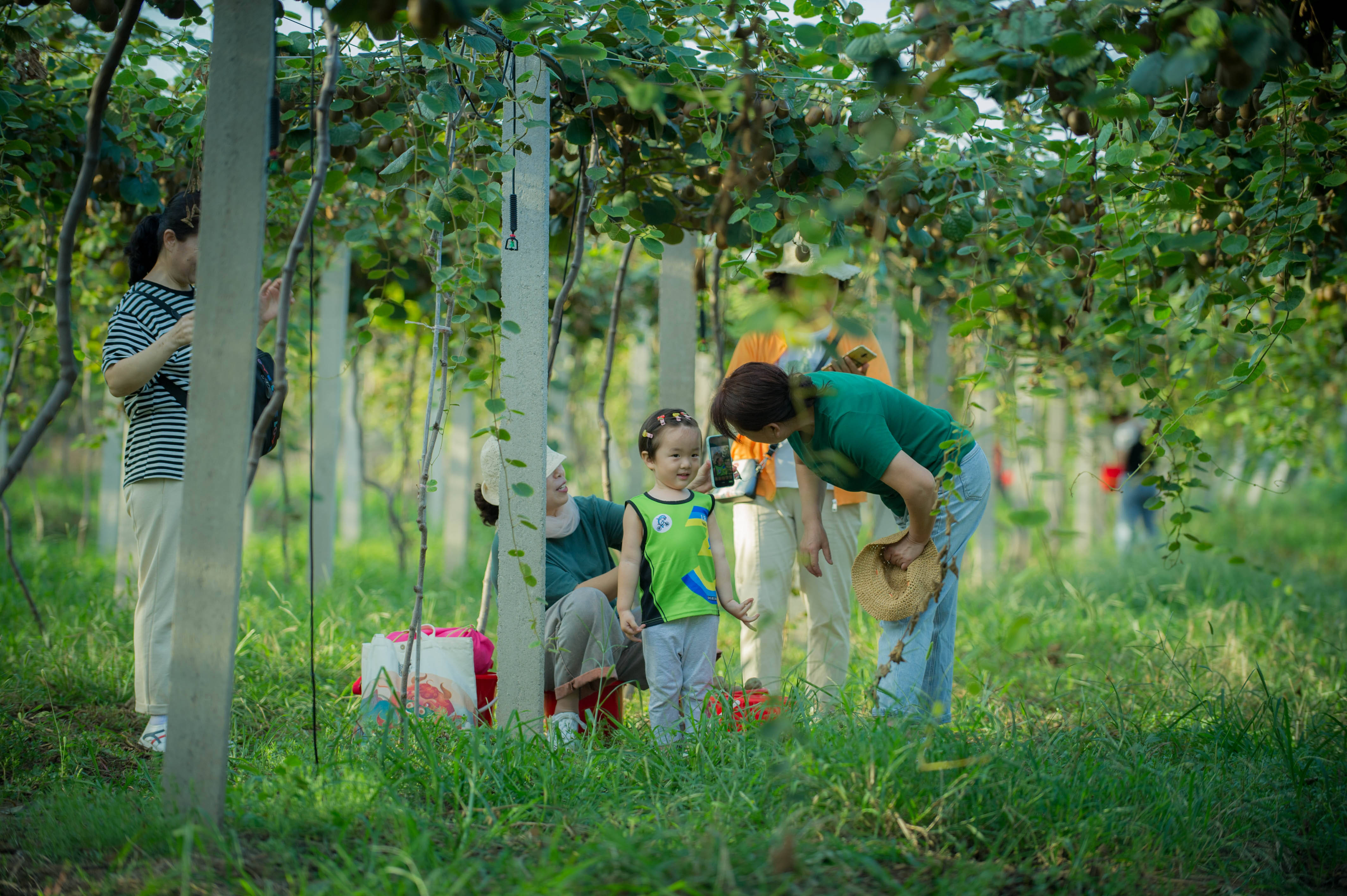 2025香椿种植产业链上下游发展现状及供需格局分析_人保服务 ,人保财险 