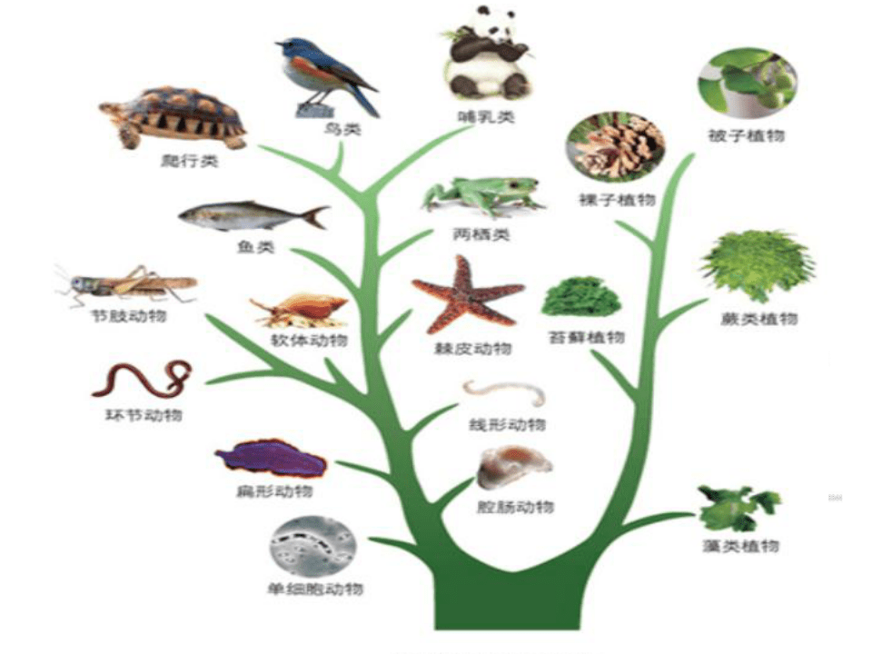 保险有温度,人保护你周全_2024年槟榔行业市场深度调研与投资潜力研究报告