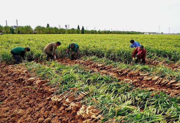 人保服务,人保财险政银保 _2025年生姜种植行业现状与发展趋势分析