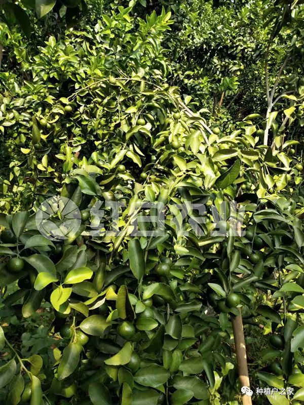 苏垦农发：干旱与高温对公司小大麦产量和品质有一定不良影响