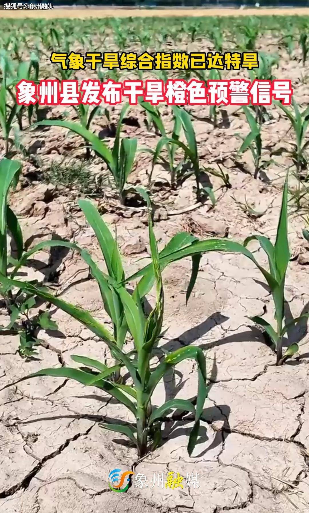 广西大部已达特旱，多方联合保蔗！好消息是，“解渴雨”要来了