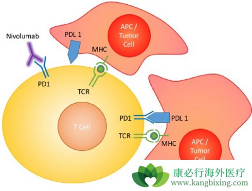 恒瑞医药发藏头诗暗指百济神州PD-1无生存获益