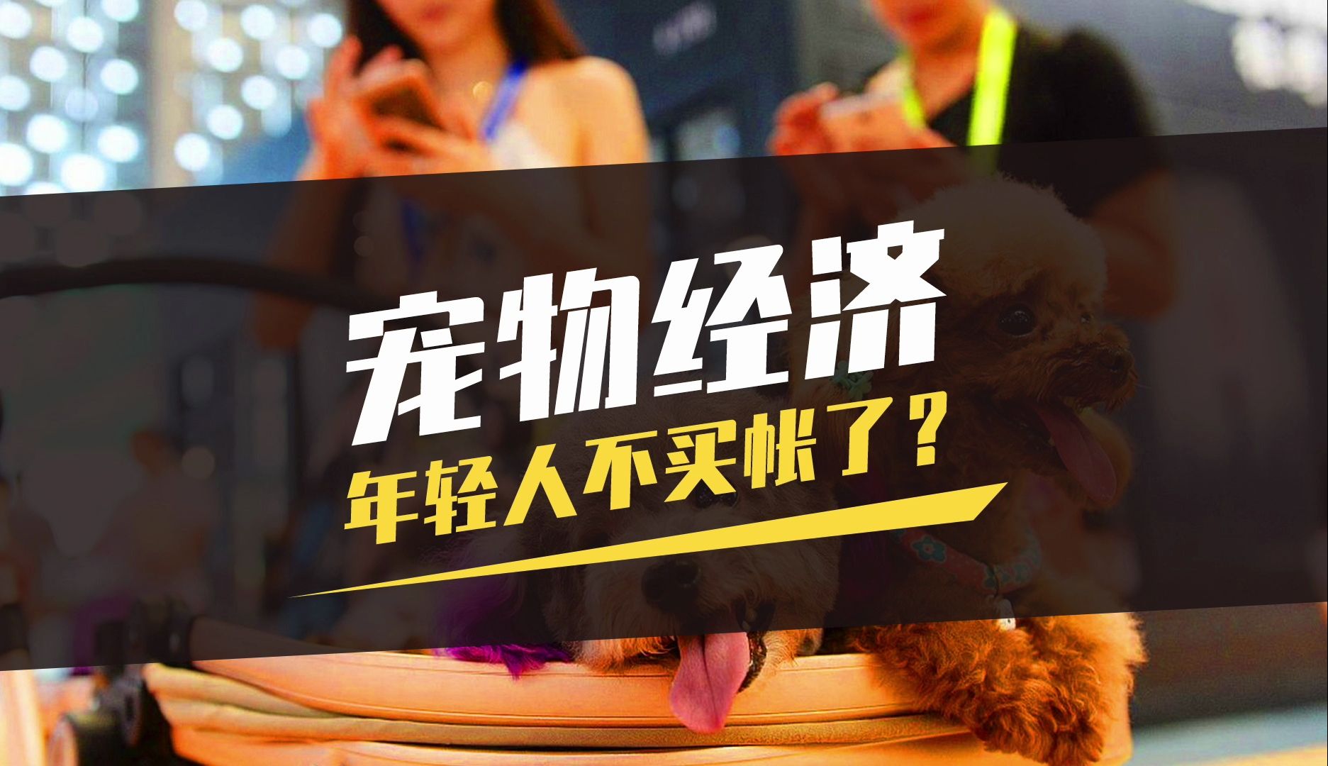 生意的背后是生命 宠物经济需健全行业规范