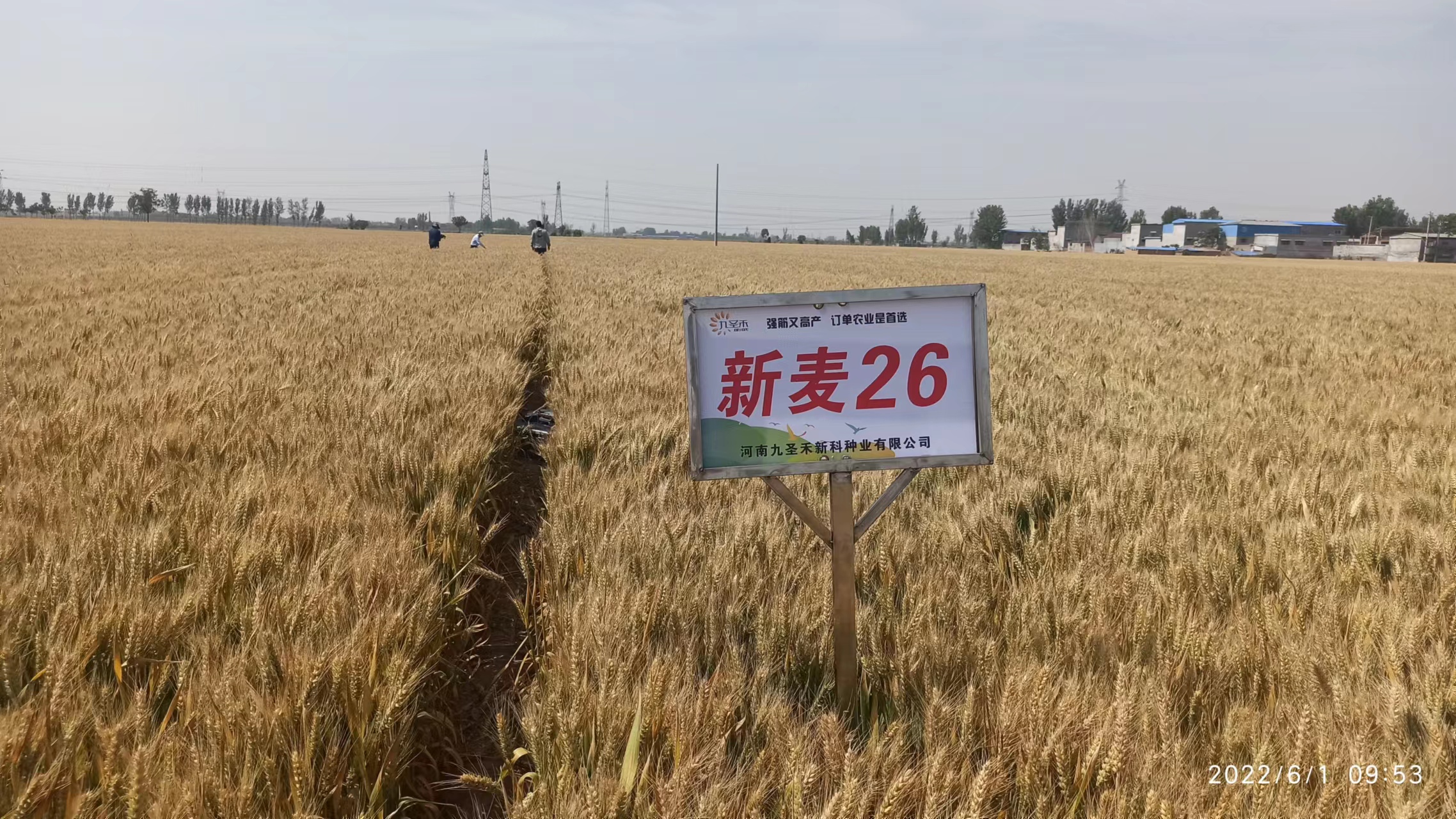 科强股份盘中创历史新高