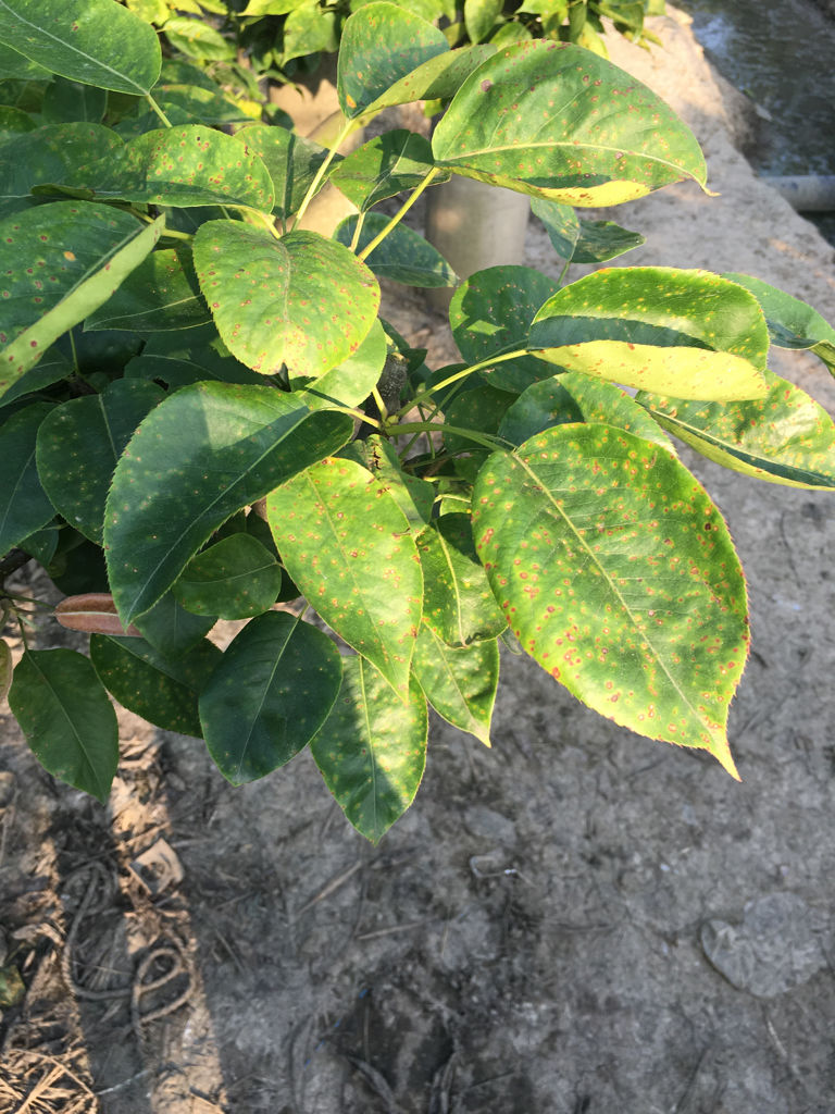 吉电股份：拟49.2亿元投建梨树绿色甲醇创新示范项目