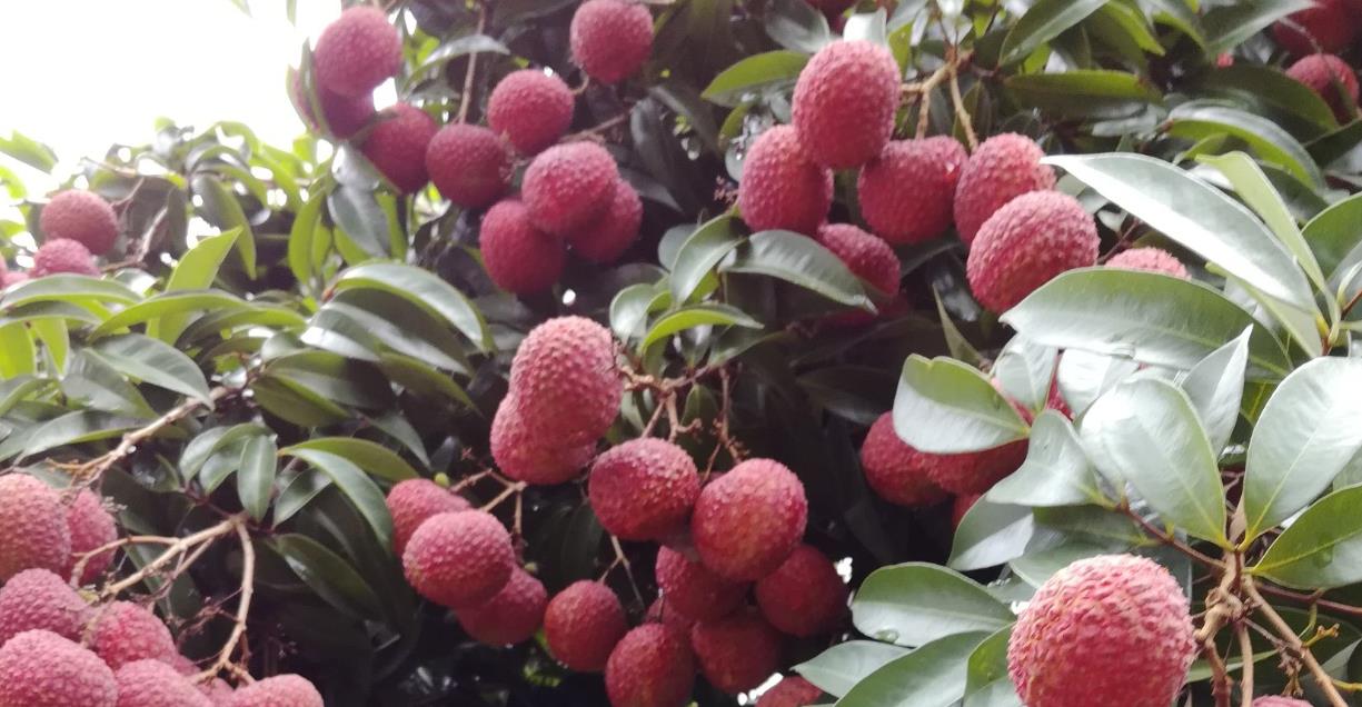 岭南荔枝上保险 农户从靠天吃饭到知数而行