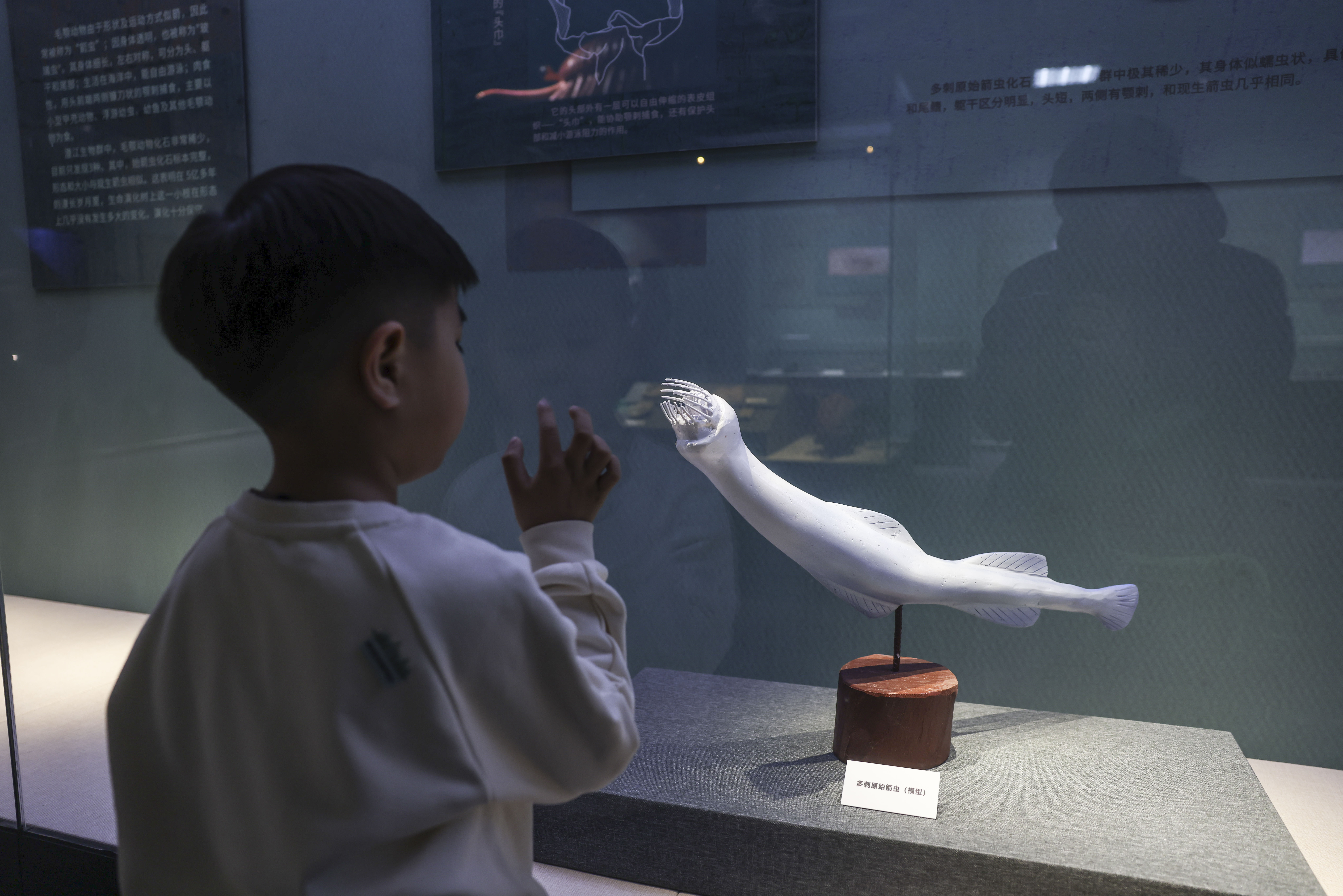 寒武纪小壳化石保存之谜揭开