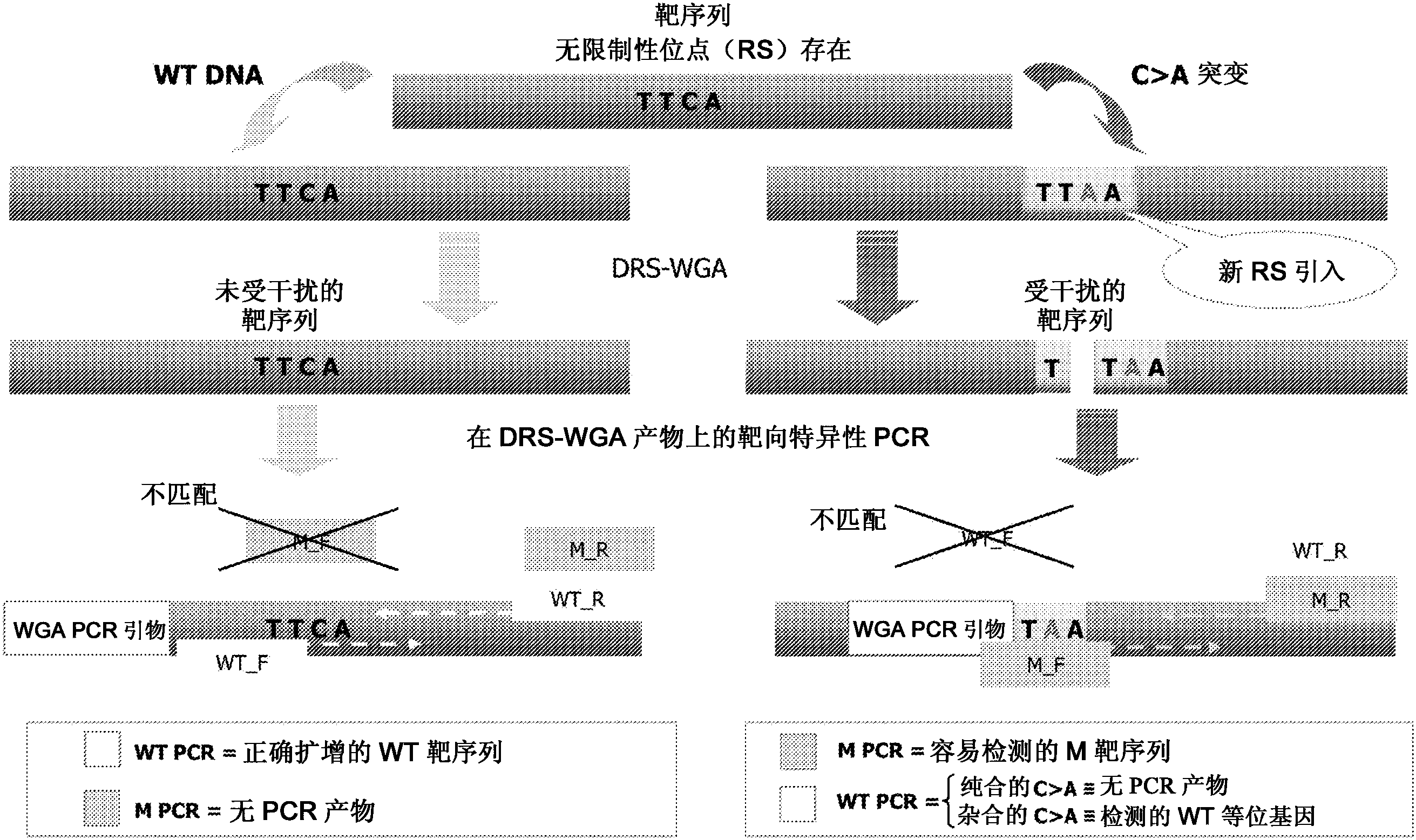 纳微科技获得发明专利授权:“一种质粒DNA工业化分离纯化方法及其应用”