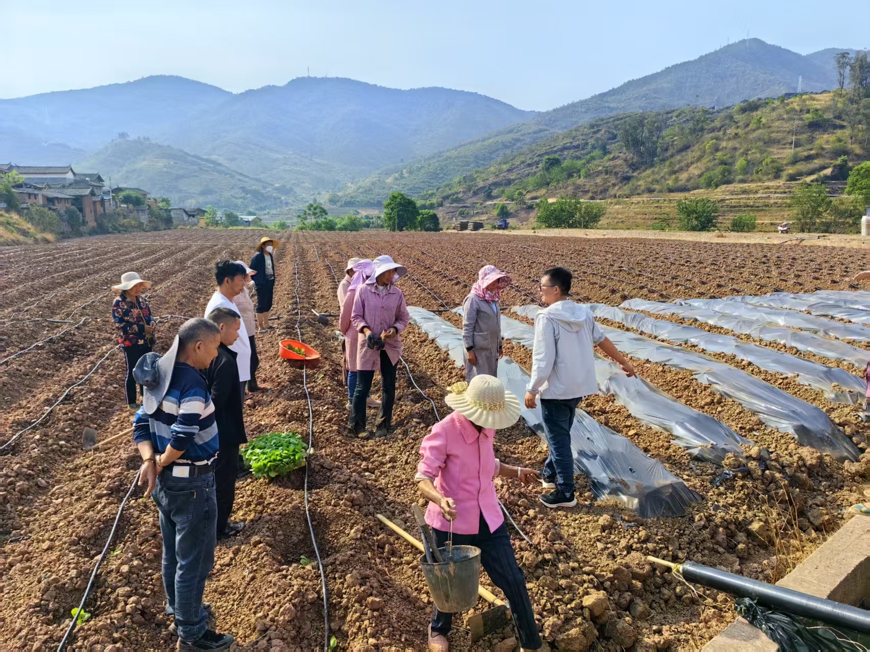 2025-2030年中国烤烟行业市场：投资价值凸显，应对政策与市场风险_人保财险政银保 ,人保有温度