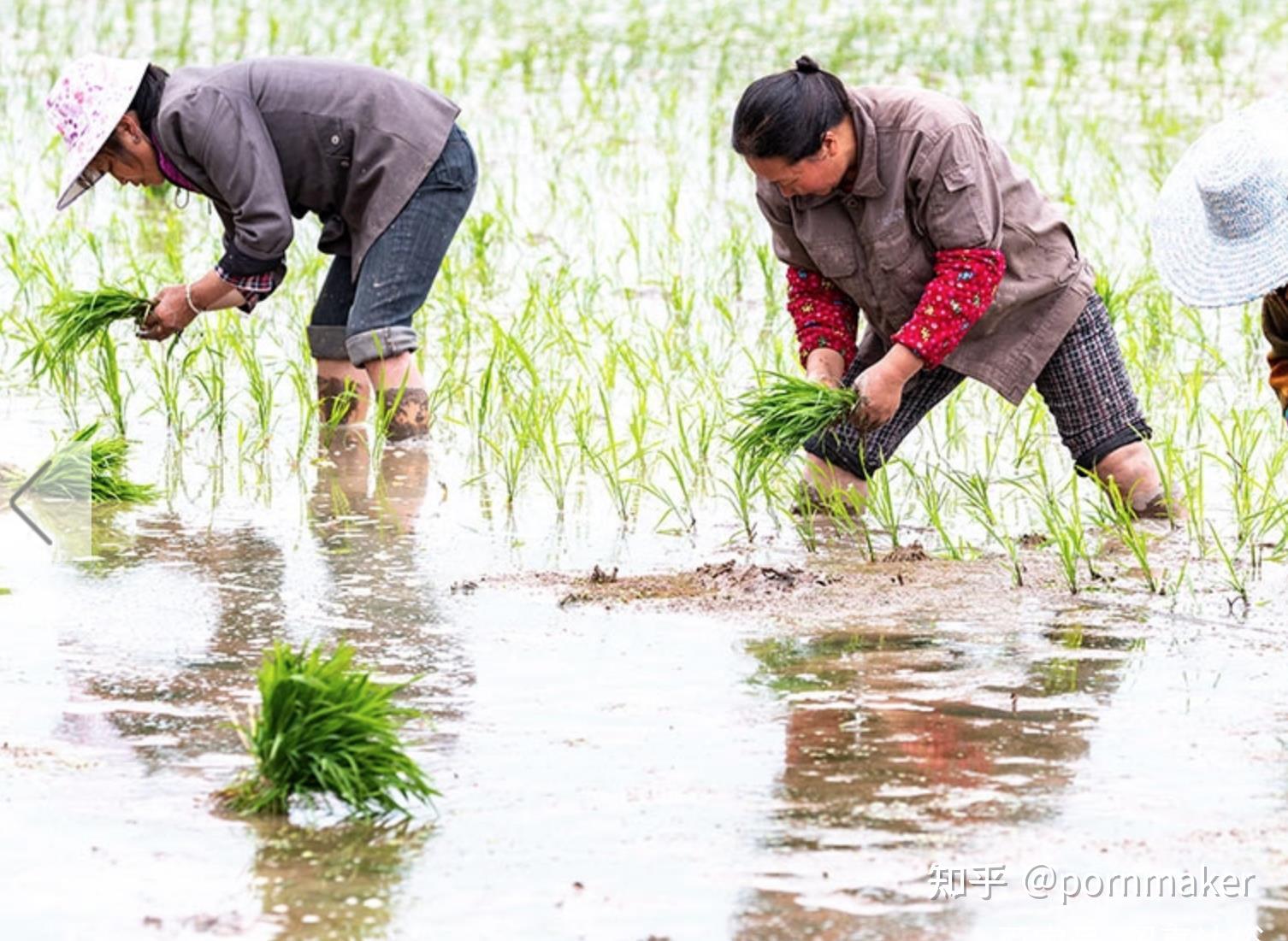 气候变了，中国农民重新学习种地