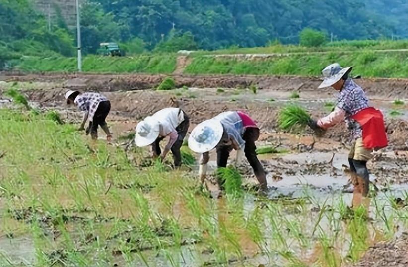气候变了，中国农民重新学习种地
