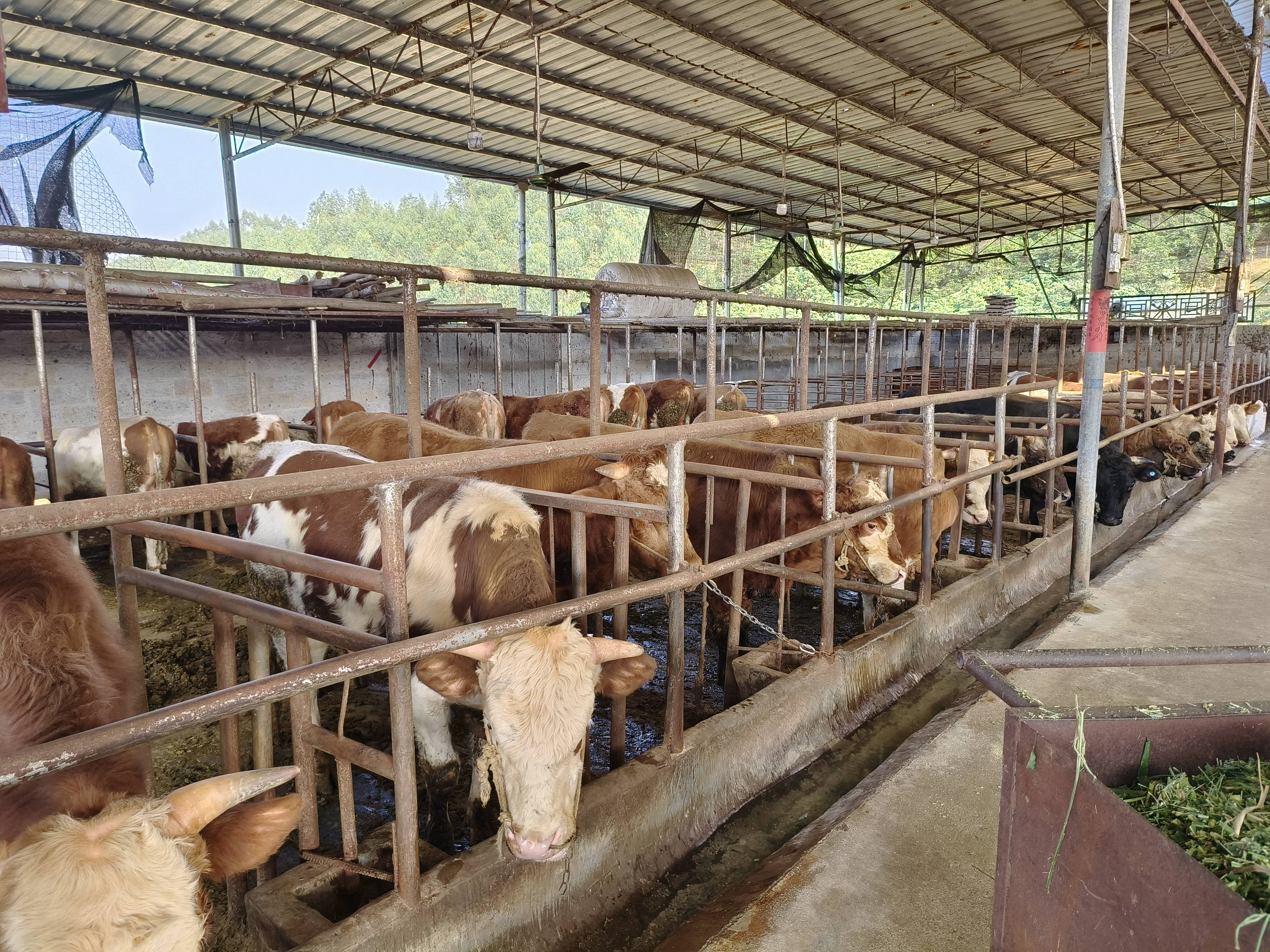 2024年畜禽养殖中抗生素行业发展现状、竞争格局及未来发展趋势分析_人保服务 ,人保财险政银保 