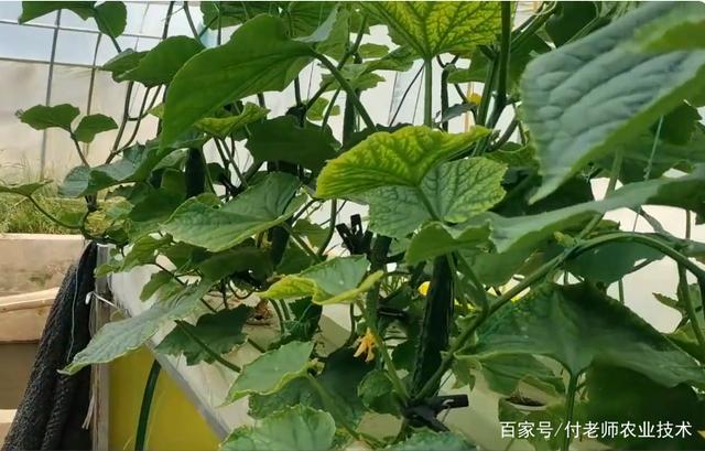 2025中国水培黄瓜行业：技术创新与模式创新双突破_人保服务 ,人保服务