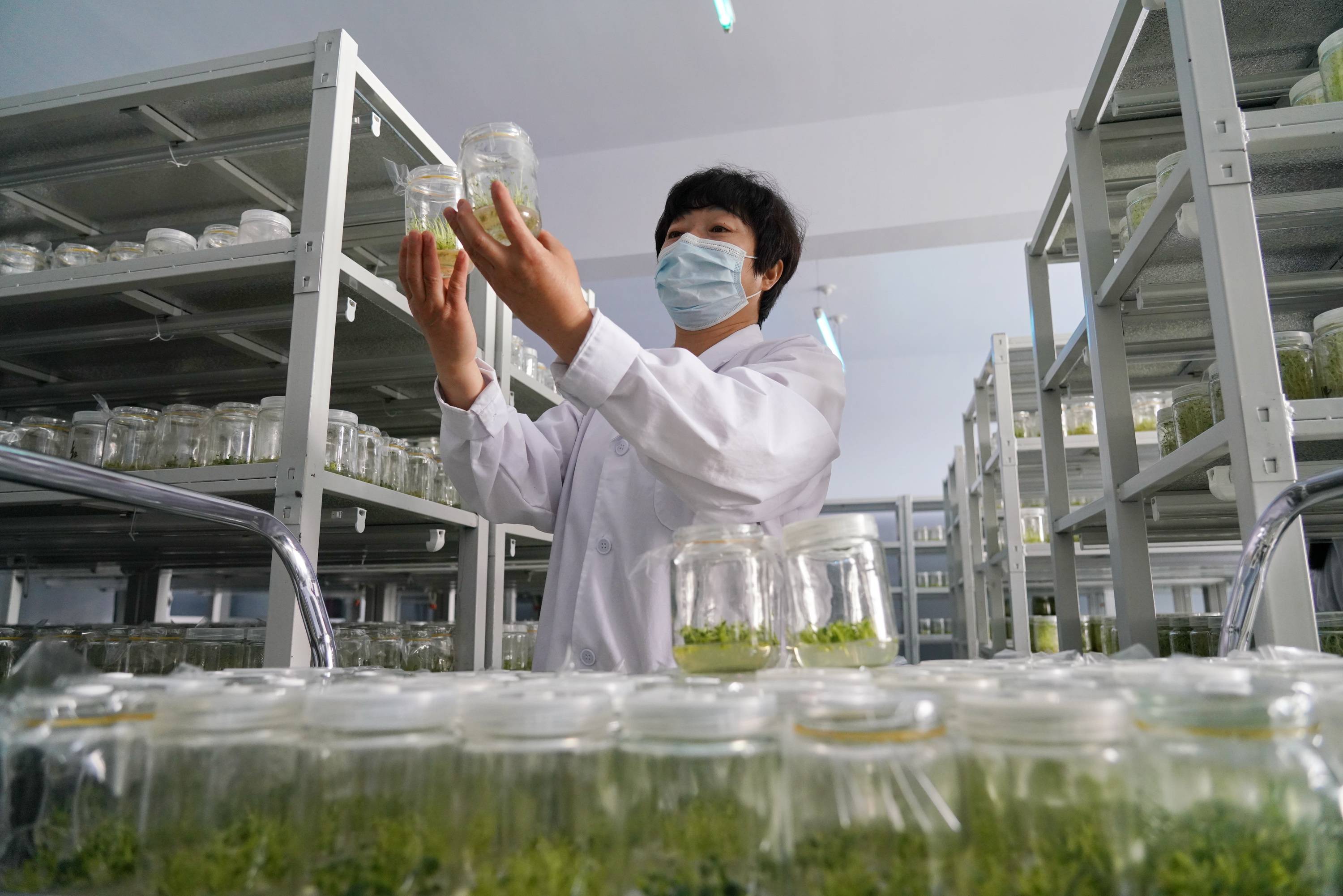 神农种业：公司庆油系列油菜种子参与了太空育种实验