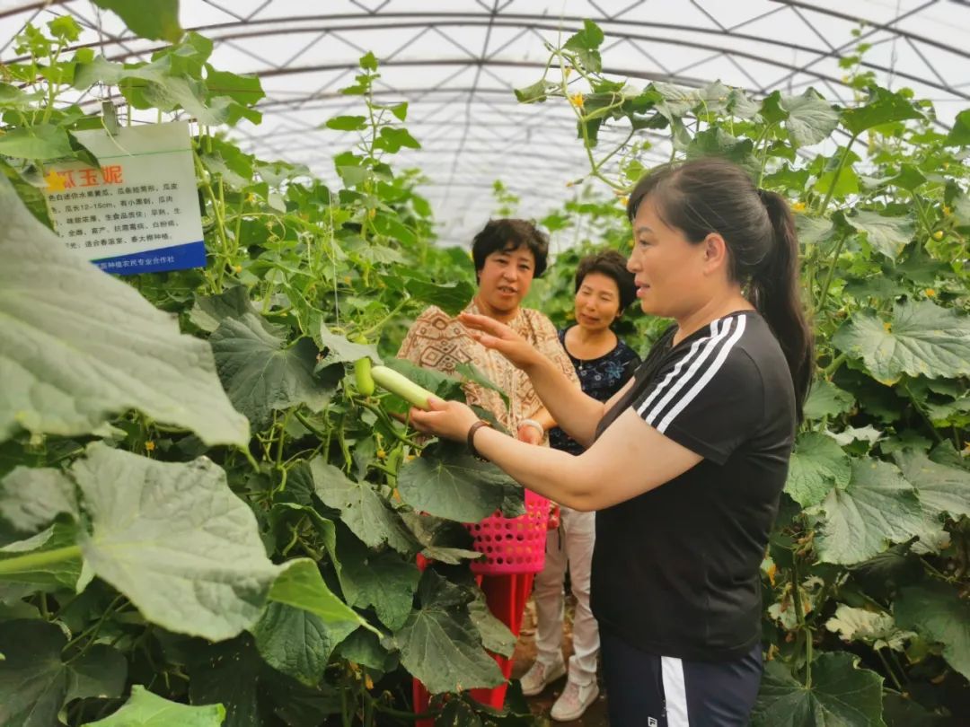 神农种业：公司庆油系列油菜种子参与了太空育种实验