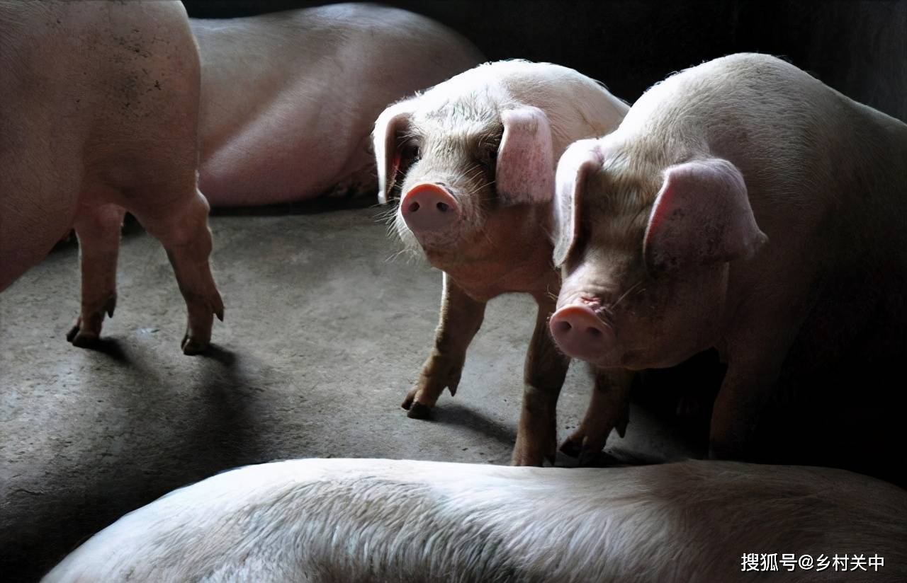 人保服务,人保财险政银保 _养猪行业现状与发展趋势分析