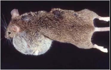 百奥赛图科创板IPO过会 从“实验小鼠”到布局全产业链