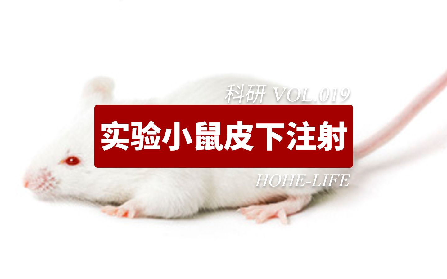 百奥赛图科创板IPO过会 从“实验小鼠”到布局全产业链