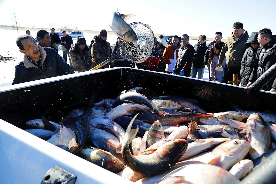 江西新余：秋捕张网鱼满仓 鱼跃人欢喜丰收
