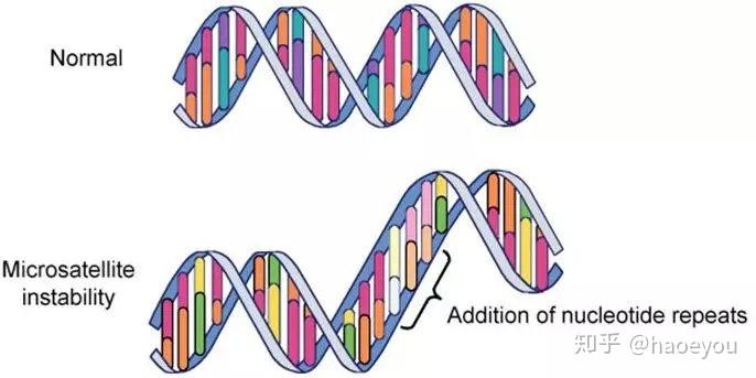 万孚生物公布国际专利申请:“鼠抗人错配修复蛋白MLH1单克隆抗体、细胞株及其应用”