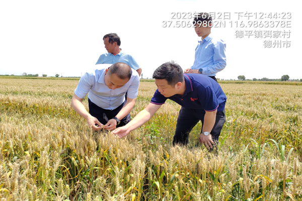 人保车险,人保有温度_优质小麦行业现状与发展趋势分析