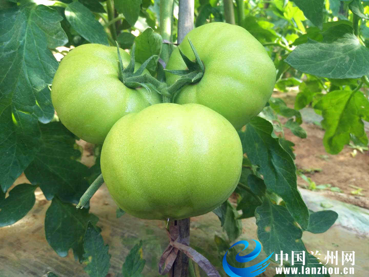 中国方案助力全球矿业加速绿色转型
