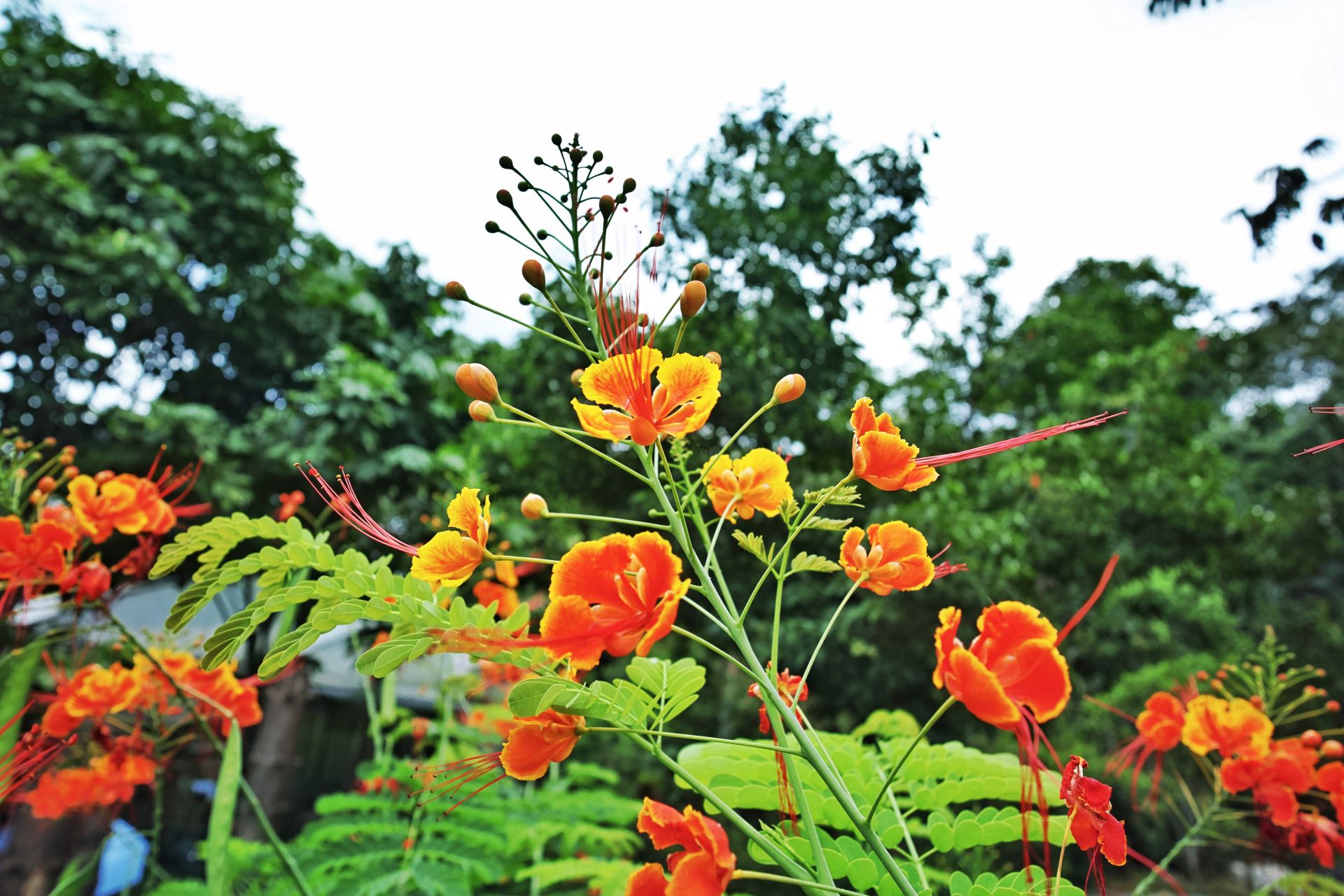 洼里村凤凰涅��：从“三无空壳村”到生态富民样板 |乡村新图景