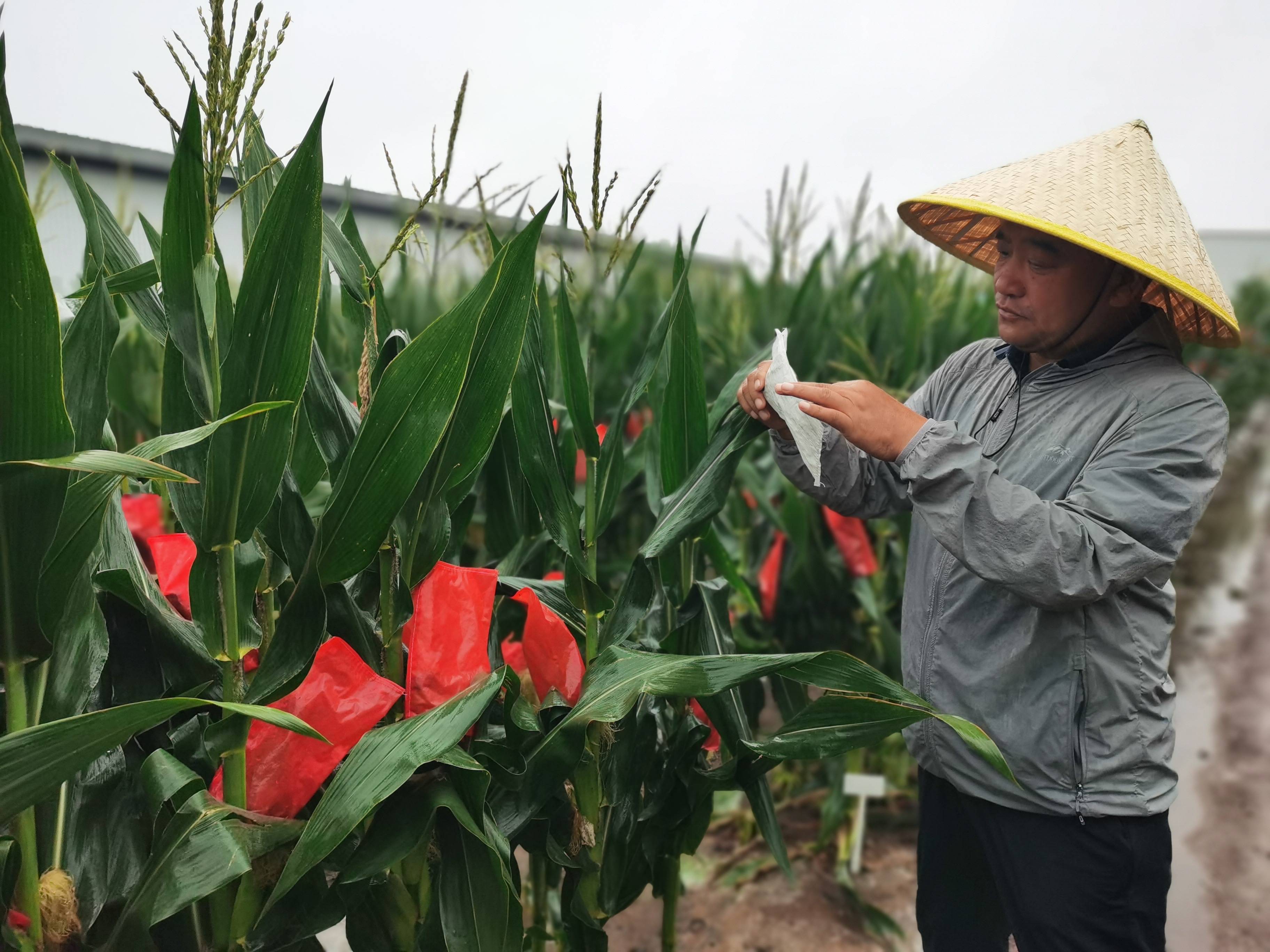 守护农业“中国芯” 千亿种业安全受关注