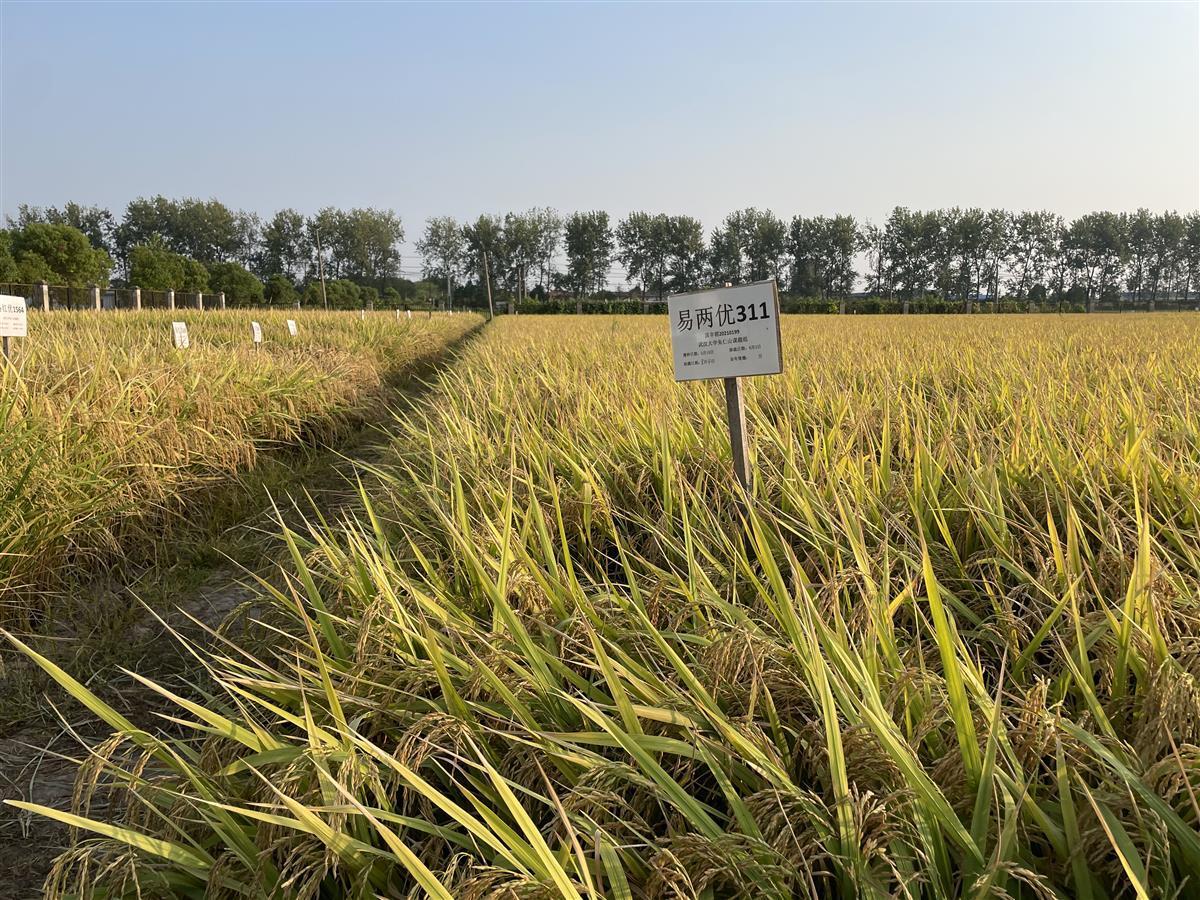 守护农业“中国芯” 千亿种业安全受关注