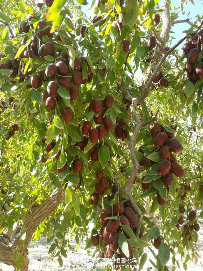 红枣迷局：新季减产，期价缘何大跌？