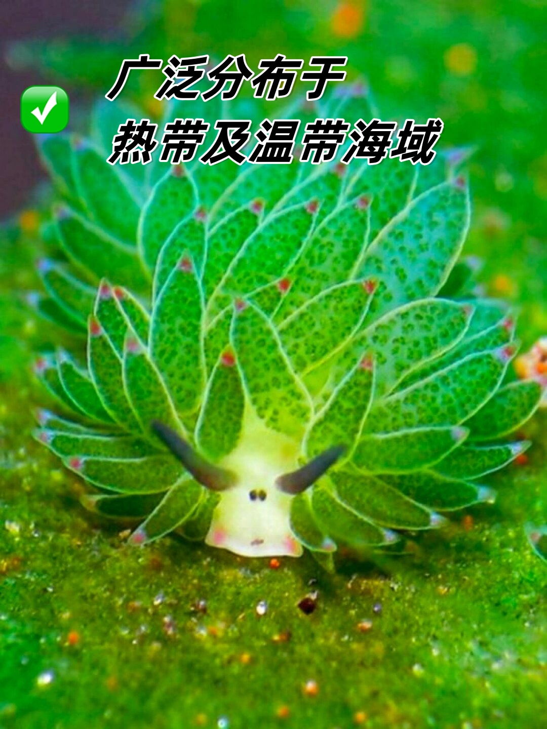 莱茵生物：与Tilray Brands业务存在重叠
