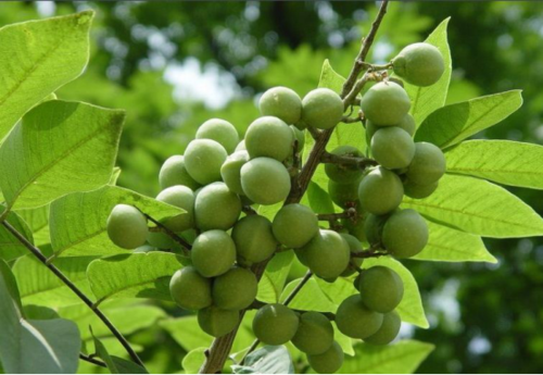 2026-2030年中国洗发水行业：绿色成分与环保包装成为品牌价值与溢价新支点_人保车险   品牌优势——快速了解燃油汽车车险,人保有温度