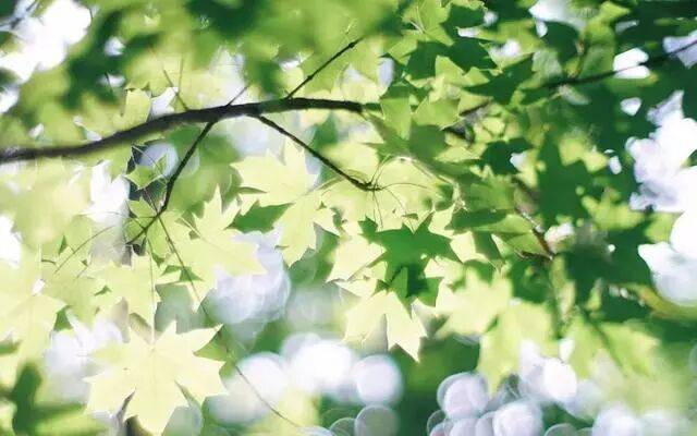 2026年绿色催收行业市场深度调研及发展趋势预测_人保车险   品牌优势——快速了解燃油汽车车险,保险有温度