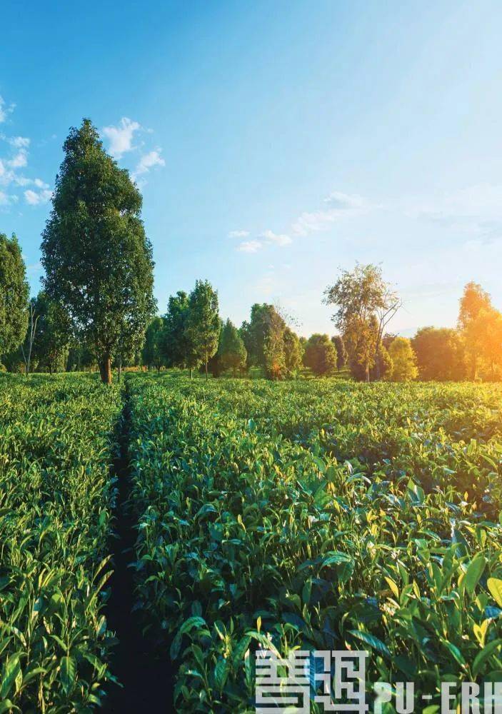 我国科研团队为新型环氧树脂注入“绿色基因”