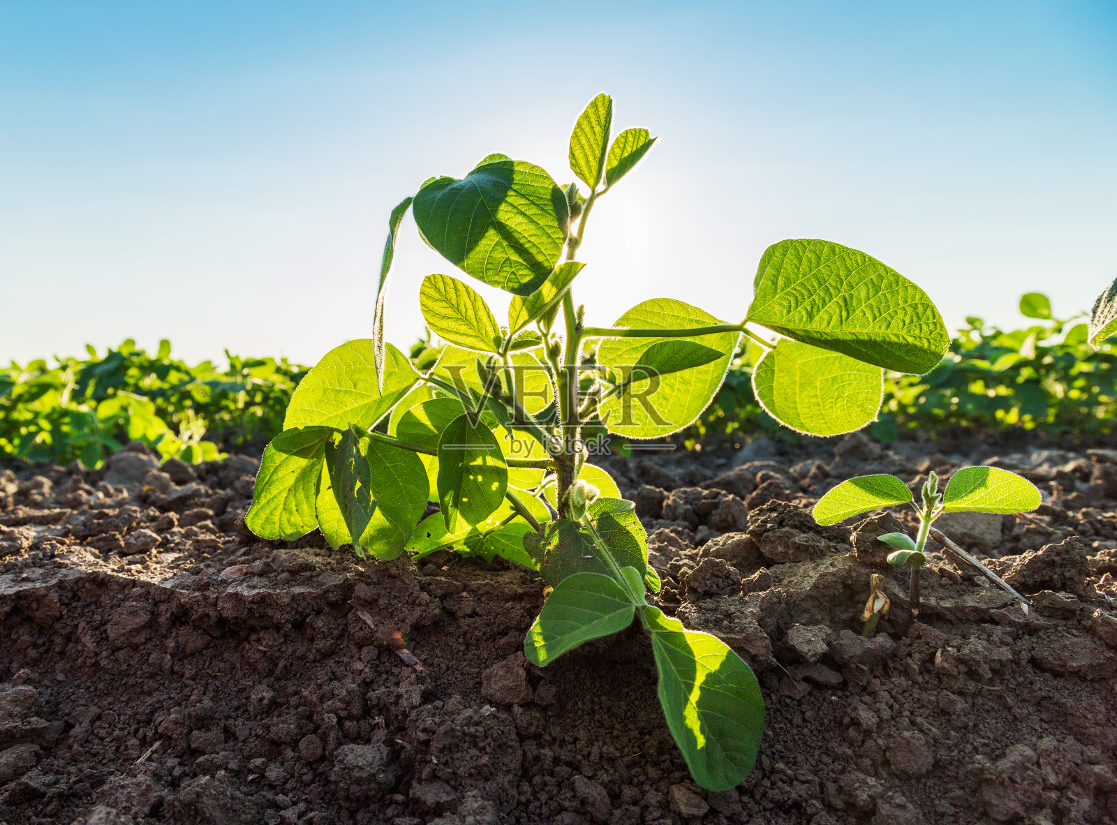 我国科研团队为新型环氧树脂注入“绿色基因”