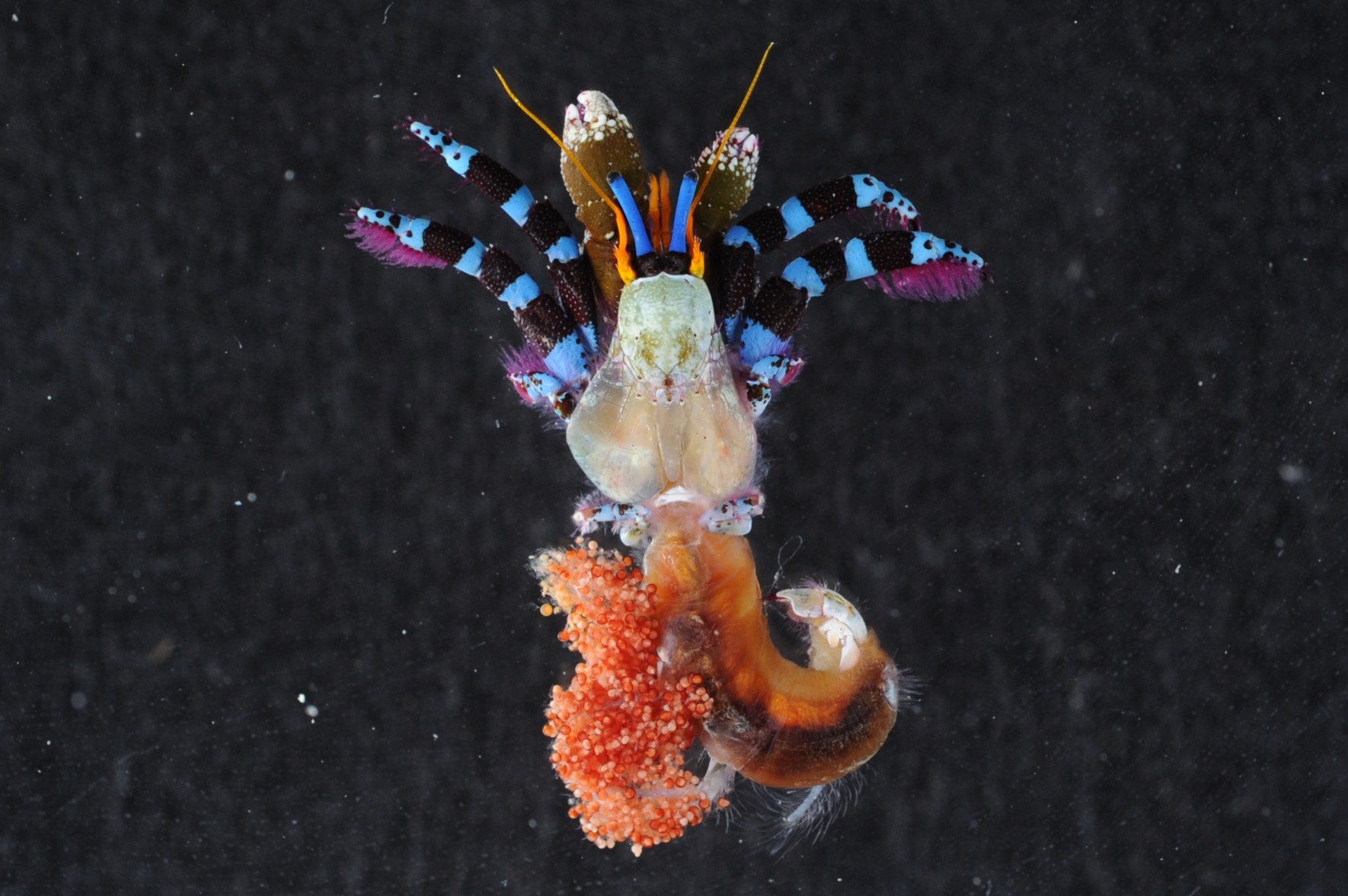 中国广核获得发明专利授权：“隧洞海生物聚拢收集前端装置”