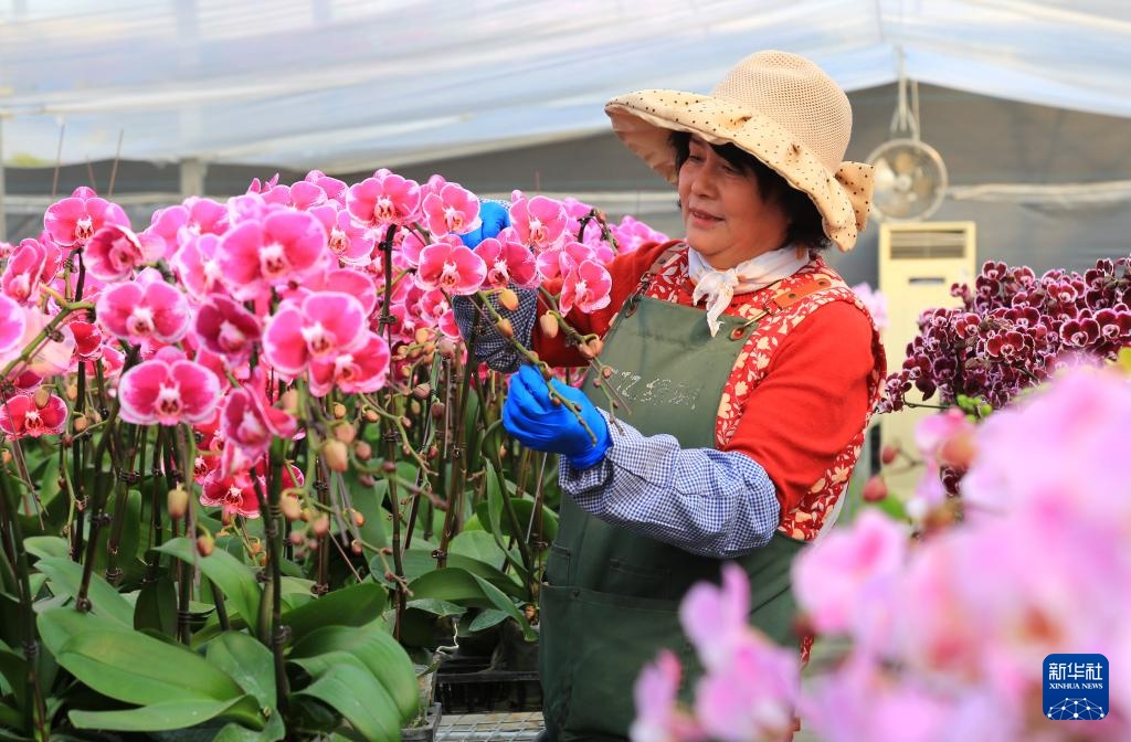 年宵花迎来消费旺季 业内人士称“今年小而美的花走量”