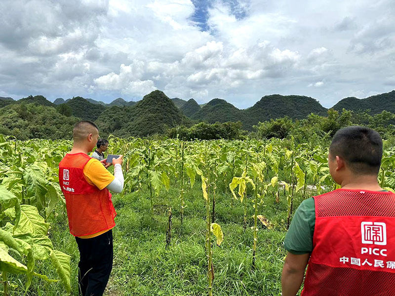 人保服务,人保有温度_2026-2030年中国烟草包装产业链绿色转型与招商发展策略深度分析