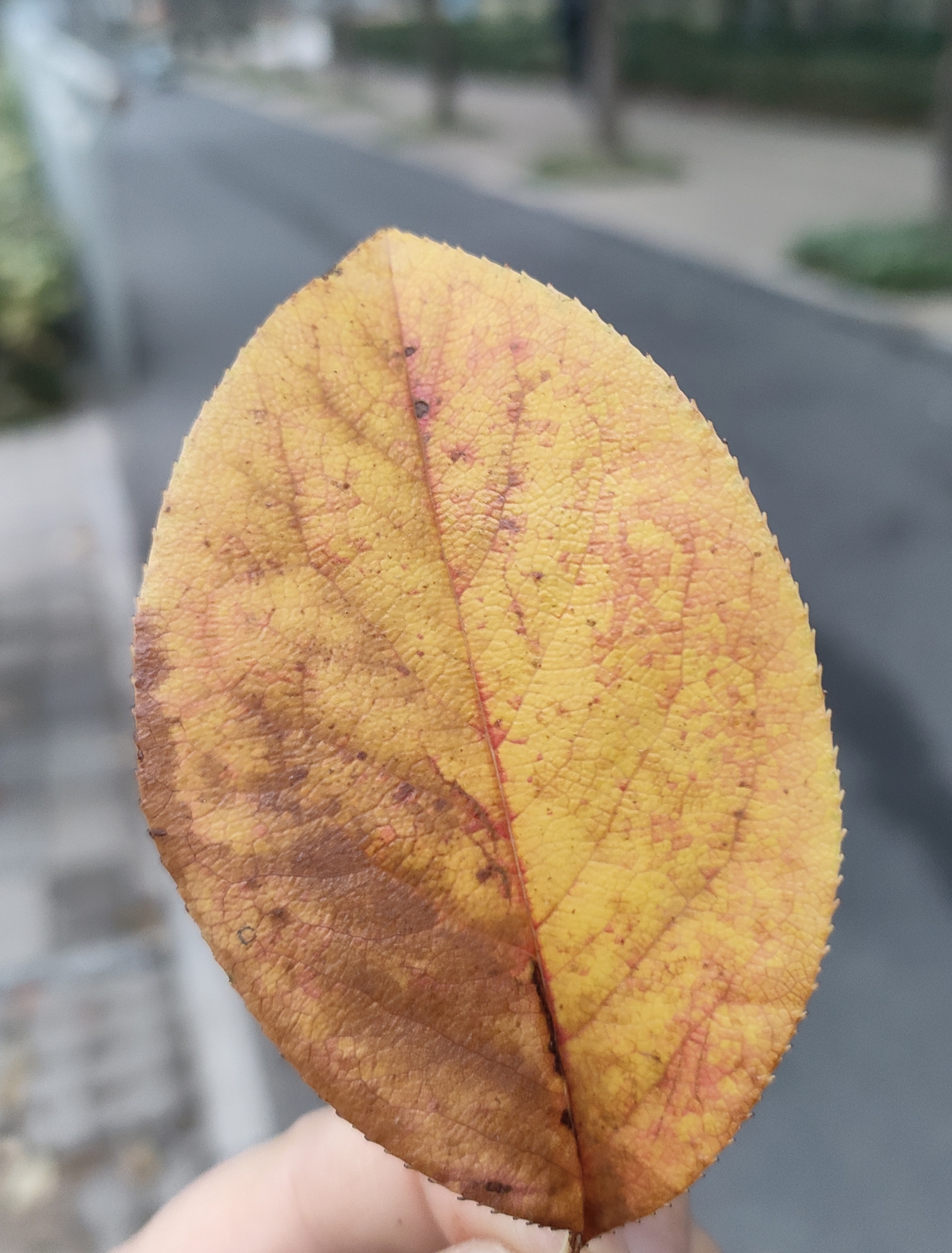 2026-2030年保险产业现状及未来发展趋势分析_人保服务,拥有“如意行”驾乘险，出行更顺畅！