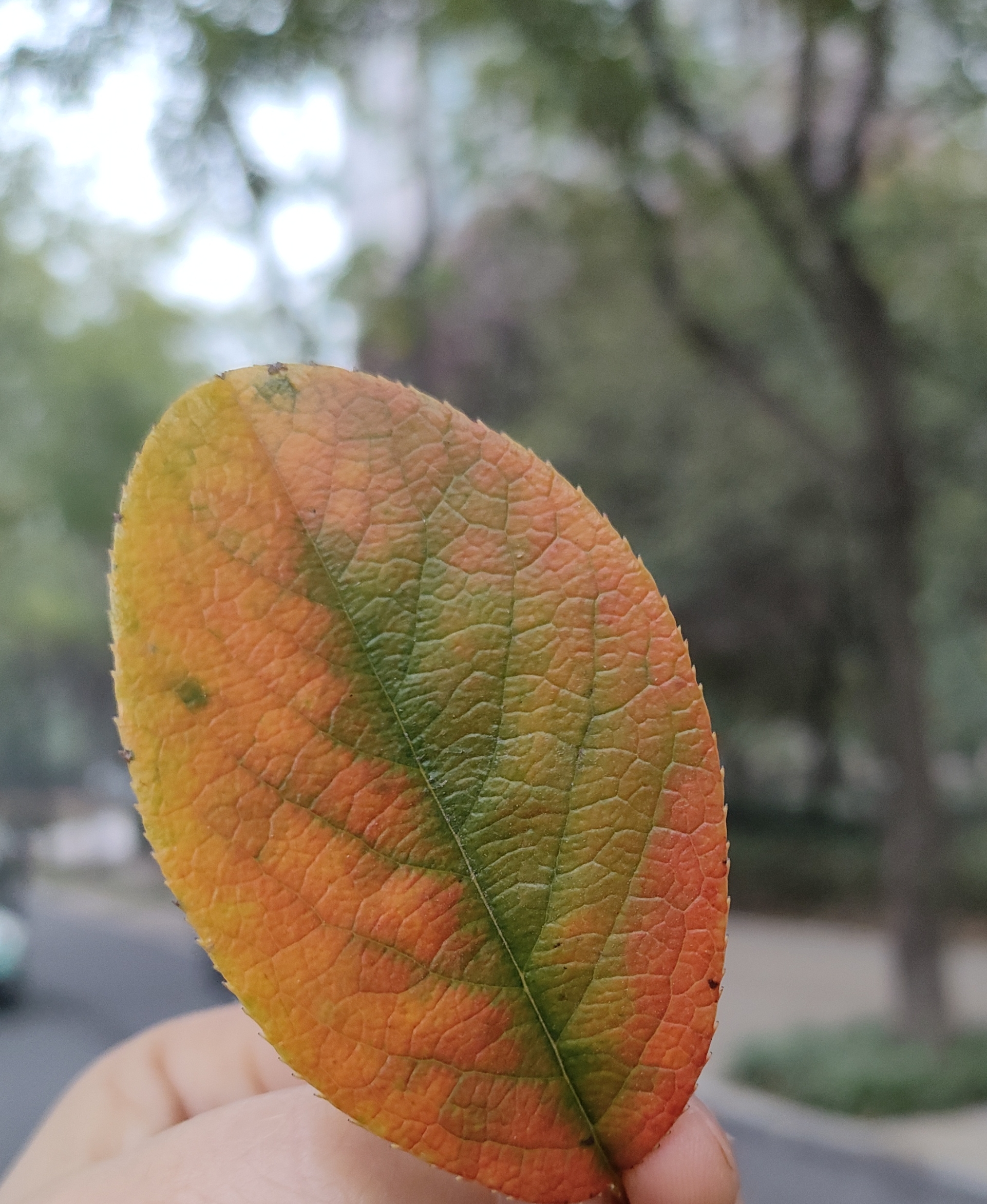 2026-2030年保险产业现状及未来发展趋势分析_人保服务,拥有“如意行”驾乘险，出行更顺畅！