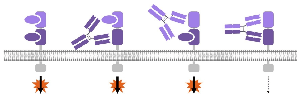 康缘药业公布国际专利申请：“一种靶向IGF-1R的抗体及其应用”