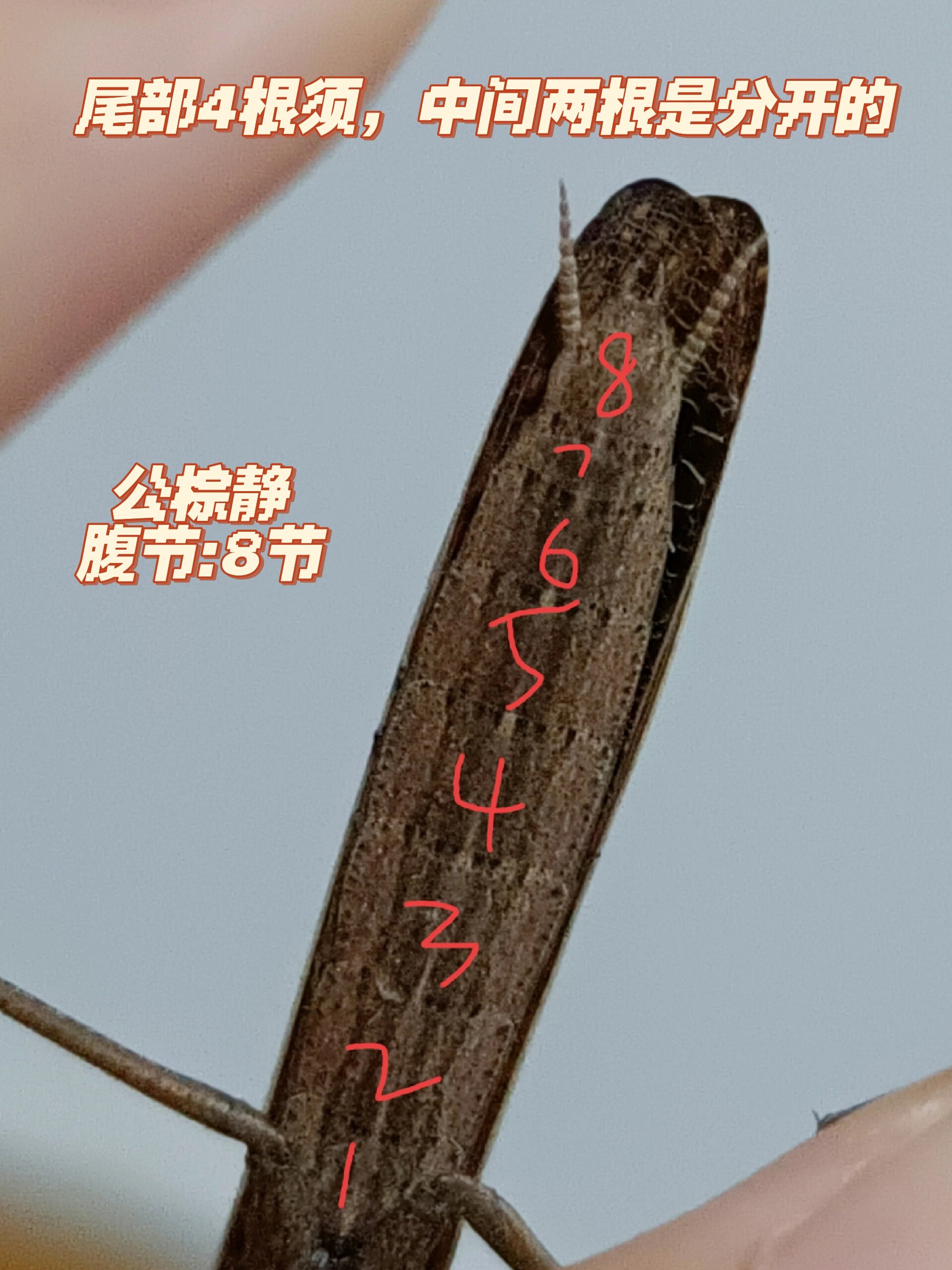 金 螳 螂获得实用新型专利授权：“一种可调式透光装饰件安装结构”