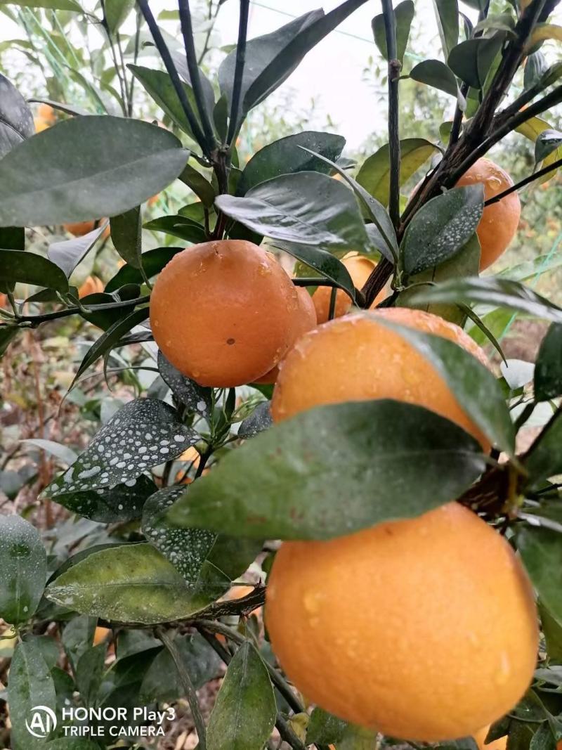 一亩田加速线下市场布局 旗下沃来采启动全国加盟