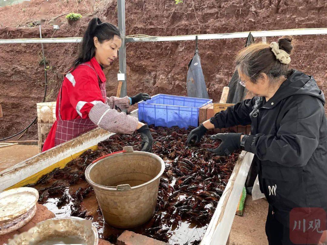 “龙虾热”背后的“冷思考”